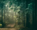 Mglisty szlak prowadzi przez gęste, mroczne **puszcze w Polsce**. Promienie słońca przebijają się przez konary drzew, tworząc magiczną atmosferę.