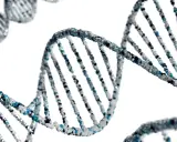 Model DNA z niebieskimi i białymi elementami na białym tle.