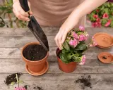 Jak przesadzać kwiaty? Ekspert radzi: Krok po kroku do sukcesu