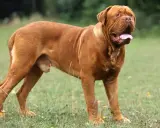 Potężny dog z Bordeaux, o rudym umaszczeniu, stoi na trawie, dysząc z otwartym pyskiem.
