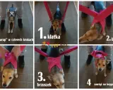Instrukcja "half wrap" dla psa w czterech krokach. Nie strzelam w sylwestra, ale mój piesek czuje się bezpiecznie.