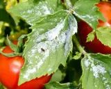 Feuilles de tomate couvertes de poudre blanche, avec quelques pucerons blancs tomate visibles.