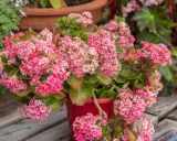 Plante grasse fleurie aux grappes de fleurs roses vives, dans un pot rouge, sur un fond de bois.