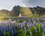 Kościół na Islandii pośród kwitnących łubinów, z tęczą w tle. Piękne widoki, ale islandia ceny mogą zaskoczyć.