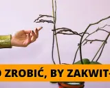 Storczyk nie kwitnie? Oto 7 sposobów, by znów obsypał się kwiatami