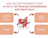 Jaki probiotyk przed czy po antybiotyku? Grafika pokazuje jelita w opasce, otoczone nazwami szczepów probiotycznych.
