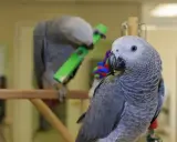 Due pappagalli cenerini, uno gioca con un oggetto verde, l'altro osserva. Il loro carattere curioso è evidente.