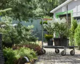 Wózek z sadzonkami hortensji bukietowych i iglaków. Zastanawiasz się, w jakich odstępach sadzić hortensje bukietowe?