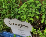 Zielone, pachnące oregano w doniczce. Idealne do pizzy, sosów i sałatek. Dzikie oregano na co dzień w Twojej kuchni.