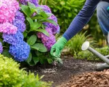 Maintenant, apprenons comment fertiliser une plante. Une main gantée disperse des granulés d'engrais au pied d'hortensias bleus et roses.