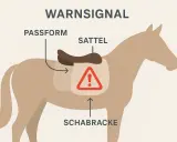 Warnsignal: Sattel verrutscht! Die Passform ist schlecht, die Schabracke rutscht.