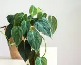 Philodendron narrow z ciemnozielonymi, sercowatymi liśćmi, niektóre z kropelkami wody, w glinianej doniczce.