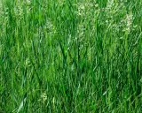 A dense field of lush green clumping fescue grass, with delicate white seed heads reaching upwards.