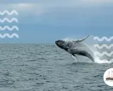 Spektakuläre Buckelwal-Springen vor Madeira – ein unvergessliches Whale Watching Madeira Erlebnis.