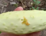 A pale green cucumber shows damage from a pickle worm, with a small hole and chewed-up flesh.