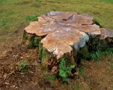 Gros tronc d'arbre couvert de mousse, prêt à pourrir. La nature reprend ses droits, montrant comment faire pourrir une souche naturellement.