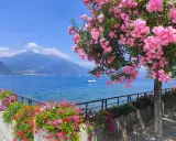 Ein blühender Oleander überragt den See. Bunte Blumen säumen den Weg, como see. Berge im Hintergrund.