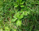 Plantes vertes aux feuilles découpées se mêlant à la ronse herbe.