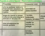 Tableau des plantes compagnes : Achillée, Ail, Alysse et leurs propriétés, associations et éloignements pour le potager.