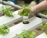 Maintenant, une main ajuste une jeune plante dans un système de culture hydroponique étape par étape.