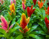 Kolorowe kwiatostany bromelii, jak pielęgnować te egzotyczne piękności? Jasne, soczyste liście i ogniste barwy kwiatów.