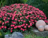 A lush mound of vibrant pink impatiens, thriving with proper impatiens care, blooms beside decorative garden spheres.