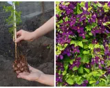 Sadzenie powojnika: młoda sadzonka z korzeniami w dłoniach i kwitnący clematis uprawa.