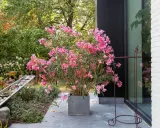 Ein üppiger Oleander im grauen Kübel, bereit zum Oleander umtopfen. Im Hintergrund ein moderner Garten mit Wasserspiel.