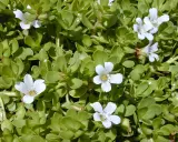 Plantes de bacopa aux petites fleurs blanches, évoquant les nombreux bacopa bienfaits pour la mémoire et la concentration.