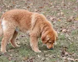 Un golden retriever brun renifle l'herbe et les feuilles mortes, peut-être pour comprendre pourquoi mon chien mange de l'herbe.