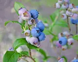 Reife und unreife Heidelbeeren an einem Strauch. Bald können diese leckeren Beeren geerntet werden, wenn man Heidelbeeren pflanzt.