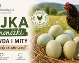 Jajka zielononóżki – prawda i mity. Czy są zdrowsze? Poznaj sekrety tych wyjątkowych jajek od lokalnych producentów.