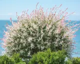 Un magnifique saule crevette sur tige, aux feuilles panachées de blanc et de rose, se dresse devant la mer bleue.