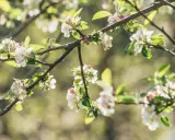 Un pommier en fleur, ses branches chargées de délicates fleurs blanches et roses, baignées de lumière douce.