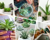 Różnorodne sukulenty rodzaje w doniczkach i terrarium. Zielone, fioletowe, kaktusy – piękno sukulentów w różnych odsłonach.