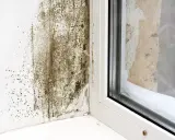 Moisissure sur un mur près d'une fenêtre, signe d'un point de rosée maison mal géré. L'humidité s'est accumulée, favorisant la croissance fongique.