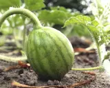Kleine, grüne Wassermelone wächst am Boden. Die ersten Anzeichen, dass das Wassermelone pflanzen erfolgreich war.