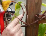 Gärtner bereitet das kiwi schneiden vor, hält eine Gartenschere und zeigt auf einen Ast.