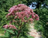 Ein üppiger Wasserdost-Standort mit rosa Blütenständen und grünen Blättern. Ein Weg aus Ziegelsteinen führt durch den Garten.