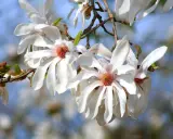 Delikatne, białe kwiaty magnolii, jedne z najpiękniejszych magnolii odmian, rozkwitają na tle błękitnego nieba.