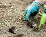 Mains gantées plantant des jeunes poireaux en motte dans la terre. C'est le bon moment pour savoir quand planter les poireaux d'hiver.