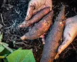 Mains terreuses tenant plusieurs poires de terre fraîchement récoltées, encore couvertes de terre et de racines.