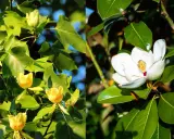 Gros plan sur des fleurs de tulipier jaune et une fleur de magnolia blanche, entourées de feuilles vertes.