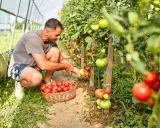 Un homme récolte des tomates mûres dans une serre. La plantation de tomates est luxuriante et promet une belle récolte.