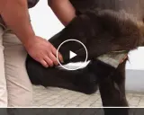Tierarzt führt Eigenbluttherapie am Pferd durch. Blut wird entnommen, um das Immunsystem zu stärken.