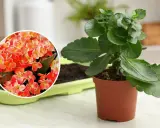 Kalanchoe jak dbać: zielona roślina w doniczce obok zbliżenia na jej pomarańczowe kwiaty.