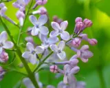 Delicate lilac blossoms, a sign that lilac bushes bloom in spring, unfurl their pale purple petals against a soft green background.