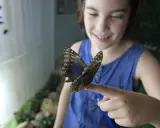 Uśmiechnięta dziewczynka w motylarni Kraków pozwala motylowi usiąść na palcu.