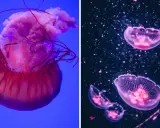 Due meduse, una grande rosa su sfondo blu e altre più piccole e trasparenti su sfondo scuro, sembrano danzare nell'acqua.