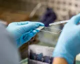Ręce w niebieskich rękawiczkach trzymają szkiełko mikroskopowe, na które pipetą dodawana jest kropla płynu.